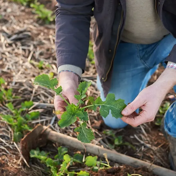 Productor revisa una planta joven de canola entre rastrojo en un lote agrícola