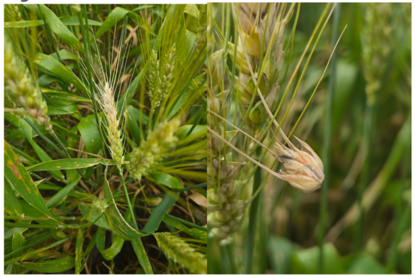 Espigas de trigo en lote; a la derecha, espiguilla decolorada con síntomas de fusarium