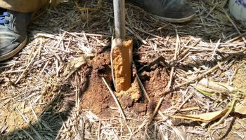 Paso a paso, cómo se puede medir el carbono orgánico del suelo y por qué ahora es un momento clave para hacerlo en el campo