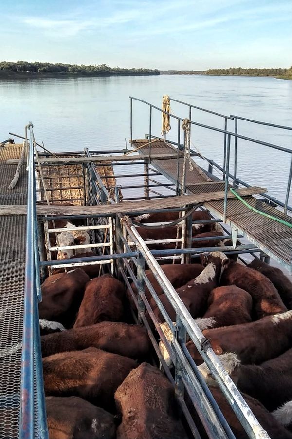 Hacienda vacuna embarcada en una balsa de metal sobre el río Paraná, rumbo a tierra firme por la crecida