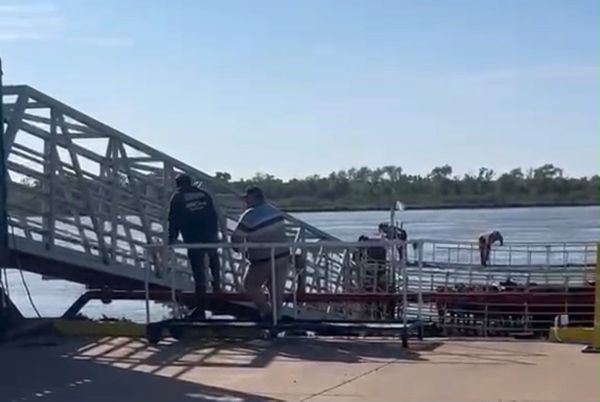 Hacienda cruzando una rampa metálica hacia una balsa sobre el río Paraná, con personas que la guían