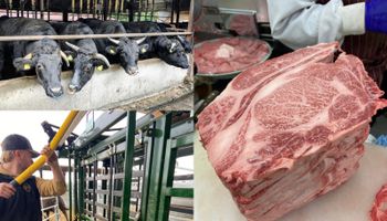 Oportunidad: ¿Qué puede aprender Argentina del modelo japonés que convirtió al Wagyu en un símbolo mundial de excelencia?