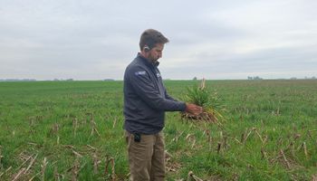 La sorpresa de un experto internacional en agricultura sobre el campo argentino: "Estoy muy impresionado"