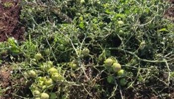 Chuva em Ribeirão Preto destruiu pesquisa do IAC sobre genética de tomates