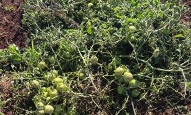 Experimento com tomates destruído pela chuva no IAC de Ribeirão Preto