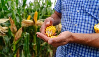 Con la Gaucha Yankee: cómo potenciar los rindes de maíz y las claves que se debatirán en Código Maíz Con la Gaucha Yankee: cómo potenciar los rindes de maíz y las claves que se debatirán en Código Maíz