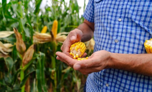 Con la Gaucha Yankee: cómo potenciar los rindes de maíz y las claves que se debatirán en Código Maíz