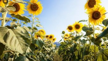 El cultivo que vive un año histórico: duplicó las exportaciones y rompió un récord que nunca se había alcanzado El cultivo que vive un año histórico: duplicó las exportaciones y rompió un récord que nunca se había alcanzado