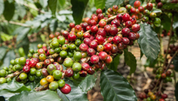 Concurso NossoCafé Yara abre inscrições para a 10ª edição e inclui categorias para cafés Canephora