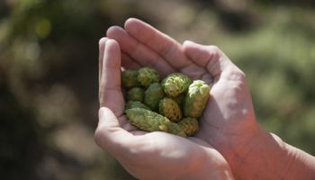 La apuesta de un gigante: el campo de 70 hectáreas que se volvió modelo de una producción de gran potencial en la Patagonia