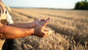 Remate del primer lote de trigo: arribó a Córdoba la partida de la cosecha 2026/2027 proveniente de Cañada de Luque Remate del primer lote de trigo: arribó a Córdoba la partida de la cosecha 2026/2027 proveniente de Cañada de Luque