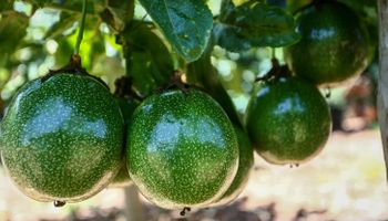 Inverno: cuidados no cultivo de hortaliças e frutas para evitar perdas