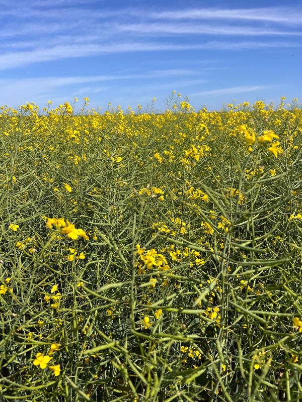Lote de colza en floración, con flores amarillas y vainas verdes sobre el campo bajo cielo despejado.