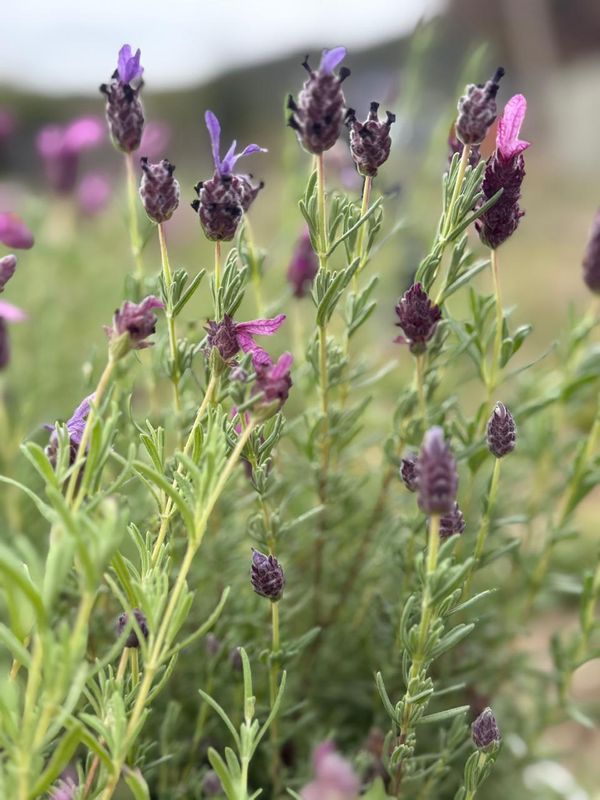 De la ganader&iacute;a a la lavanda: la apuesta que florece en Chubut