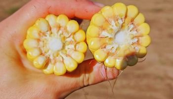 Superaron los 9.000 kg/ha de maíz en secano gracias a una práctica que sacó el potencial de los híbridos