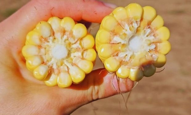 Superaron los 9.000 kg/ha de maíz en secano gracias a una práctica que sacó el potencial de los híbridos