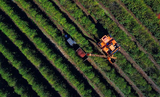 Projeções indicam riscos para importantes regiões produtoras nos próximos ciclos, enquanto a safra brasileira 2026/27 deve ter impacto limitado