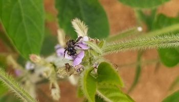 Embrapa identifica 27 novos registros de abelhas em lavouras de soja
