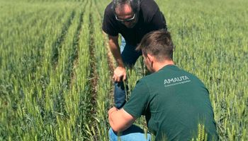 “No vendemos un producto”: el cambio de Amauta en 10 años para ayudar al campo a producir más kilos “No vendemos un producto”: el cambio de Amauta en 10 años para ayudar al campo a producir más kilos