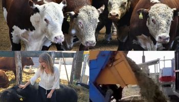 Con el estiercol de 20 animales se puede hacer que el maíz rinda hasta un 20% más: cómo se hace