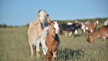 Una carne argentina dio un salto inesperado en el exterior: las exportaciones crecieron más de 380%