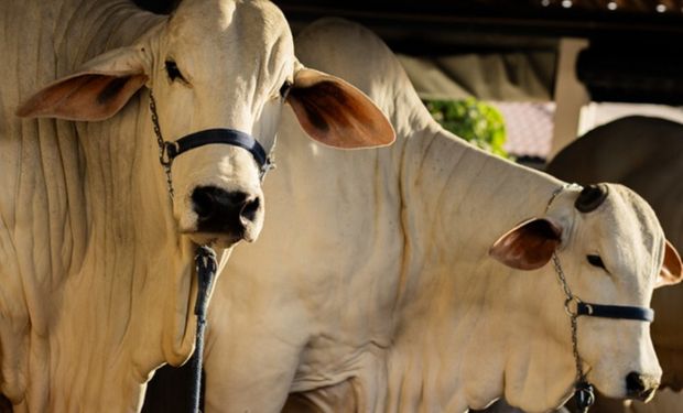 Gado bovino em área de pastagem no Brasil
