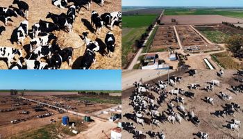 Así es el primer feedlot para 1000 animales lecheros de la Argentina: ¿Un nuevo ingreso para el tambo?