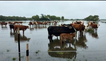 Declaran la emergencia agropecuaria por inundaciones en Nueve de Julio y Necochea