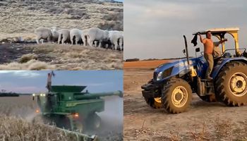 En plena cosecha y entre las ovejas: así festejó el campo argentino el pase a la final del Mundial