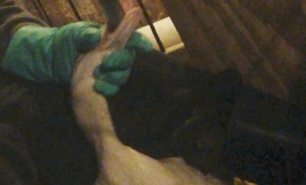 Nova legislação veta alimentos obtidos por alimentação forçada de animais, prática criticada por entidades de proteção animal por causar sofrimento às aves