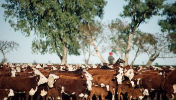 Levantaron más de $1.500 millones para invertir en ganadería y destacan el potencial de la Argentina para la carne