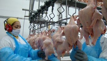 Frango: Brasil registra melhor semestre da história