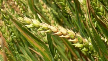 Alerta por fusarium en el trigo: detectaron lotes afectados en una zona clave de la región núcleo