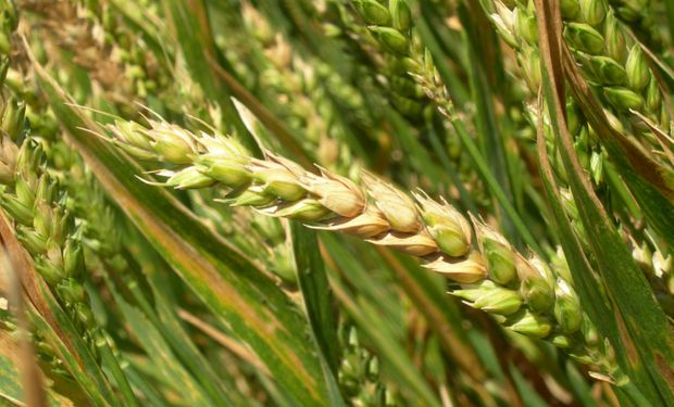 Alerta por fusarium en el trigo: detectaron lotes afectados en una zona clave de la región núcleo