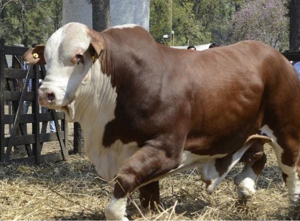 Toro Hereford de pelaje rojo y cara blanca caminando en un corral con paja, con caravana amarilla en la oreja.