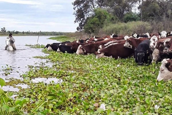 Vacas en la orilla de un río entre camalotes, con un hombre parado en el agua junto al ganado durante la crecida
