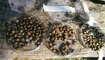 Plan contra la garrapata bovina: cambia la estrategia y habrá nuevas zonas con controles obligatorios