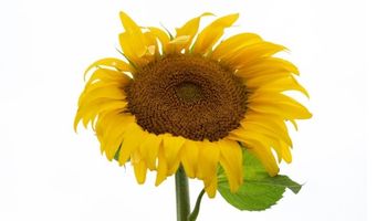 La cumbre del girasol se muda a Uruguay: las variedades que mejor se adaptan y el desarrollo del cultivo en el país