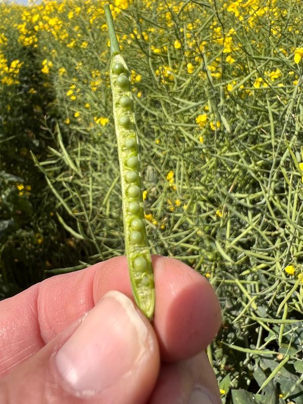 Mano sosteniendo una vaina verde de canola con semillas en formación, con el lote de canola en flor de fondo.
