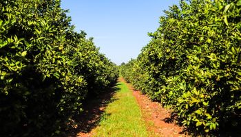 SP classifica municípios por incidência de greening
