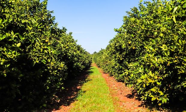 Portaria regulamenta novas medidas de combate à doença, define a classificação das cidades e altera as regras para erradicação de plantas infectadas