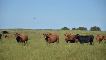 El nuevo mapa del consumo de carnes en Argentina: qué está pasando en las carnicerías