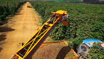 Hedgepoint reduz estimativa de superávit global do café para 8,2 milhões de sacas