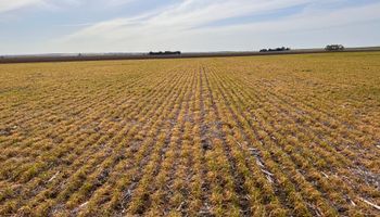 Se viene una nueva tanda de heladas al campo y estas serán las zonas más alcanzadas