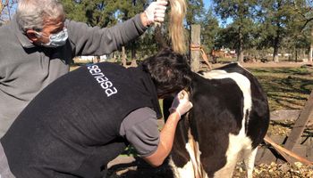 El Senasa cambió el control de la brucelosis bovina: incorpora un nuevo método de diagnóstico