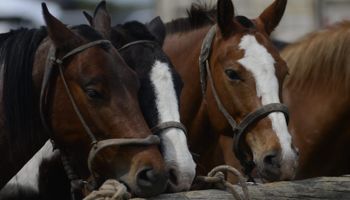 Los caballos deberán tener microchip para ser trasladados: desde cuándo regirá la nueva medida del Senasa