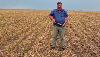 El enemigo oculto que frena el potencial agrícola: por qué la buena oferta de lluvias de las últimas campañas no se está reflejando en los rindes