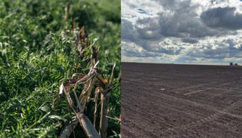 ¿Cambia la forma de hacer agricultura en Argentina? Cada vez más productores vuelven a labrar, pero los estudios advierten que no resuelve el problema y la descompactación dura menos de 17 meses
