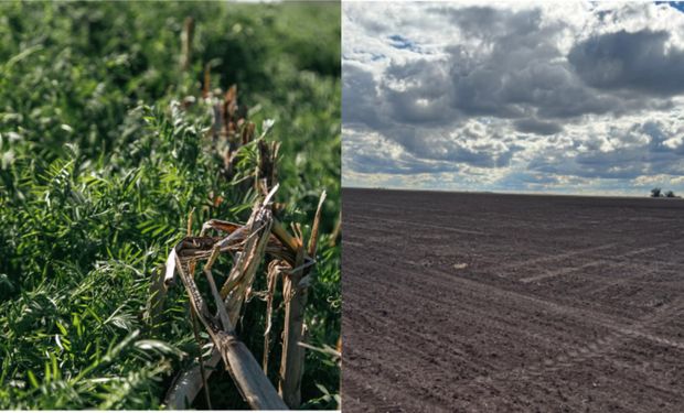 Lote en siembra directa vs. lote con labranza