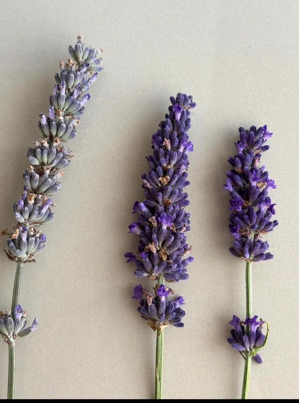 De la ganader&iacute;a a la lavanda: la apuesta que florece en Chubut
